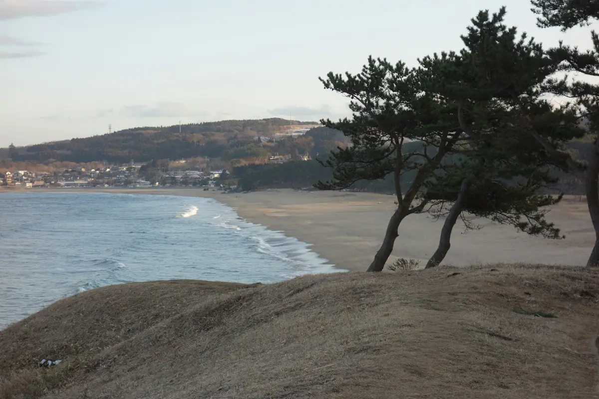 青森県八戸市の海岸。松林と砂浜